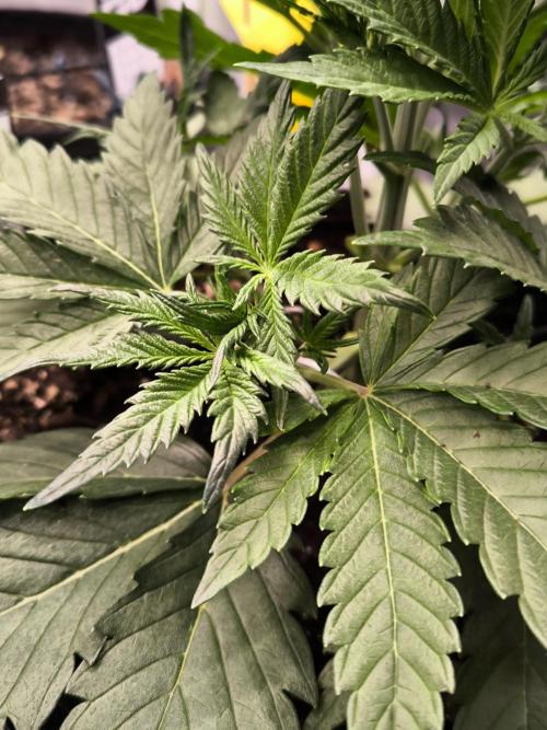 Fast Buds Pound Cake . Week 4