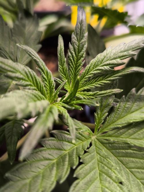 Fast Buds Pound Cake . Week 4