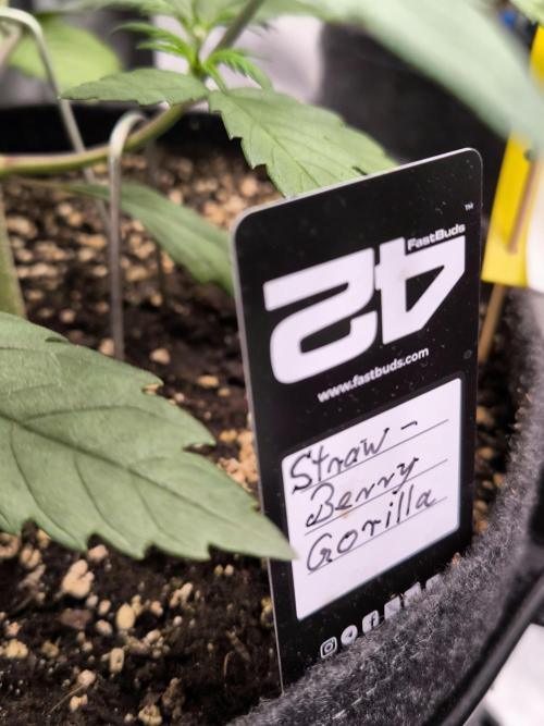 Fast Buds Strawberry Gorilla 🦍. Week 4