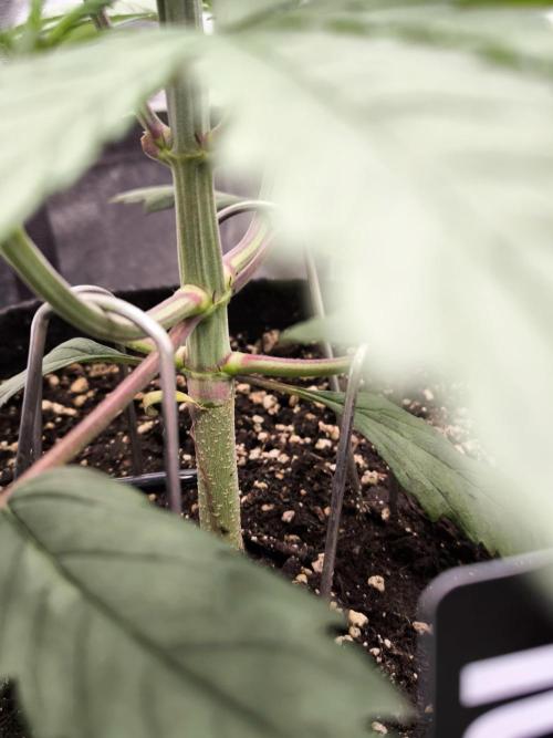 Fast Buds Strawberry Gorilla 🦍. Week 4