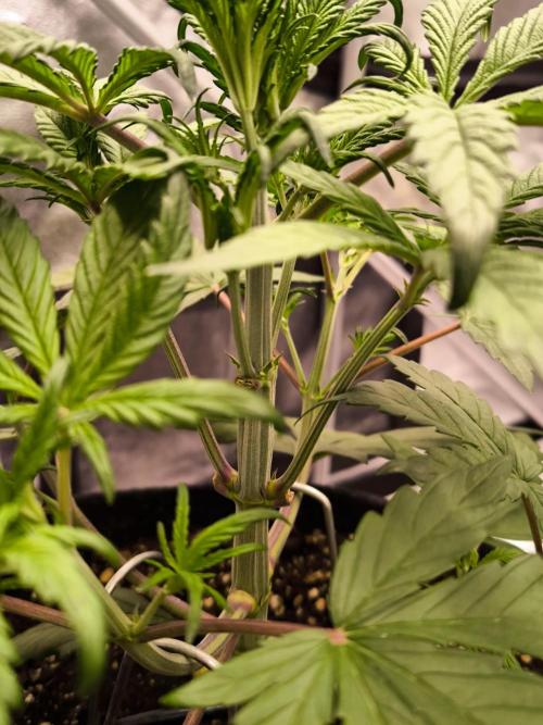 Fast Buds Strawberry Gorilla 🦍. Week 4