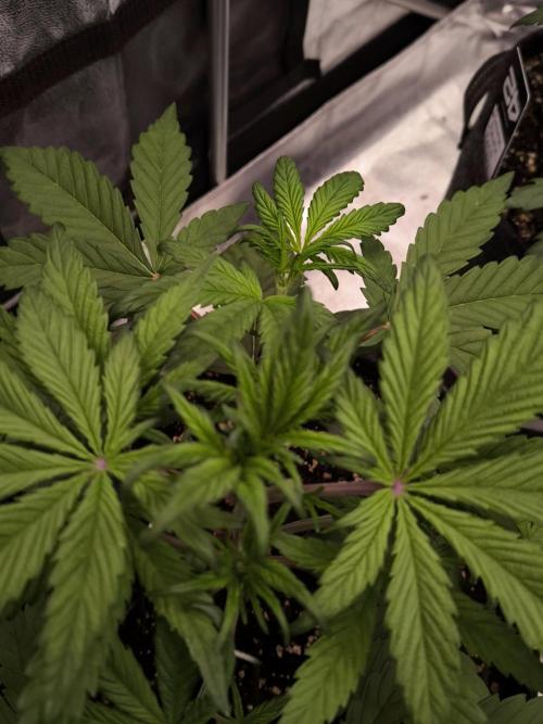 Fast Buds Strawberry Gorilla 🦍. Week 4