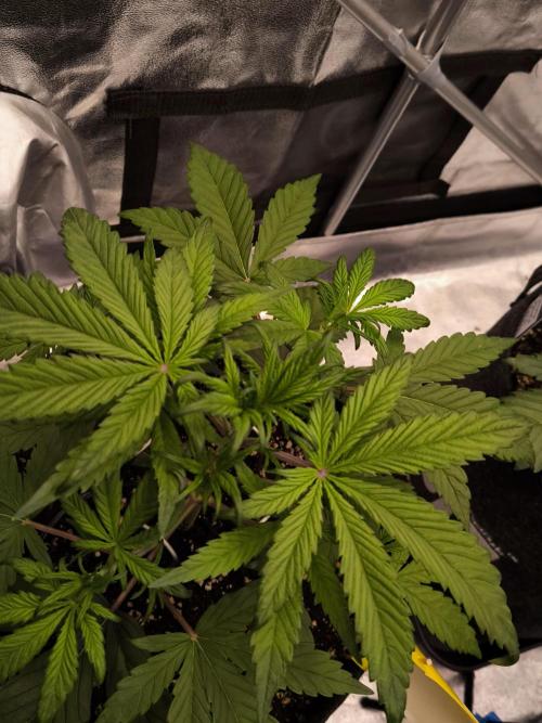 Fast Buds Strawberry Gorilla 🦍. Week 4