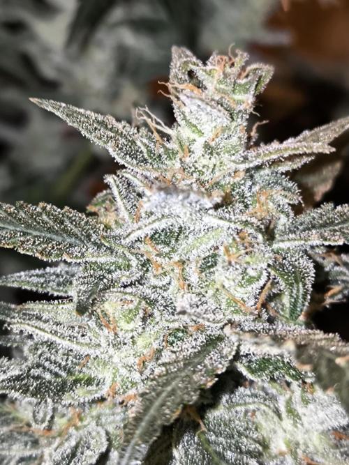 DognabisCup #18 .A. Week 14