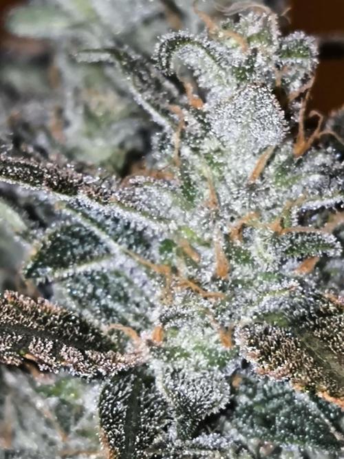 DognabisCup #18 .A. Week 14