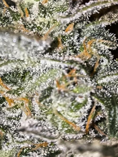 DognabisCup #18 .A. Week 14