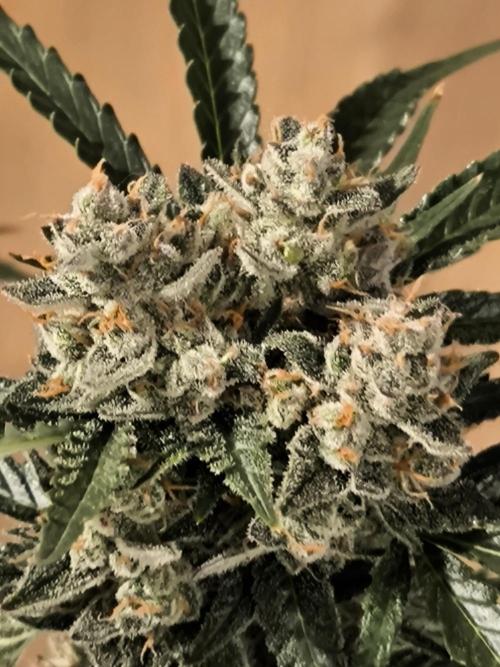 DognabisCup #18 .A. Week 14