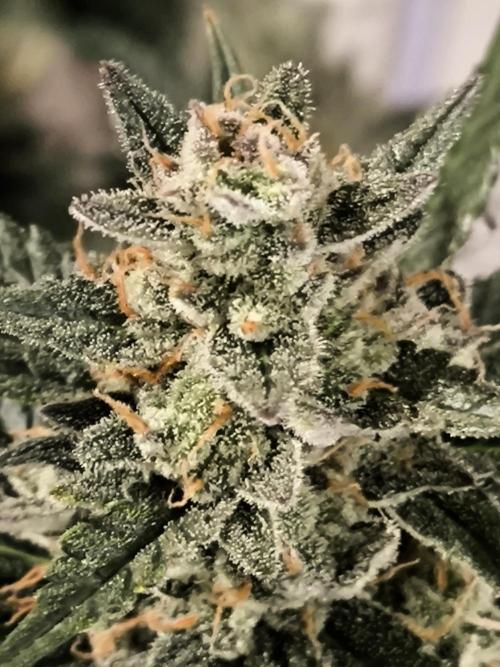 DognabisCup #18 .A. Week 14