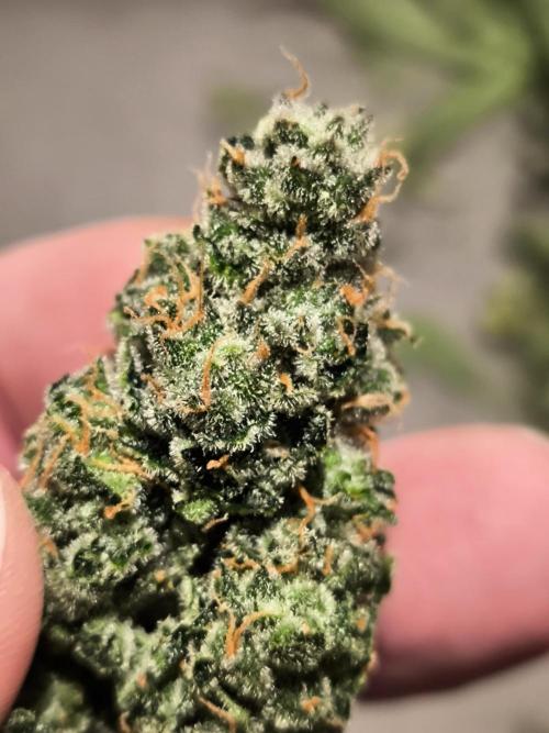 DognabisCup #18 .A. Week 14