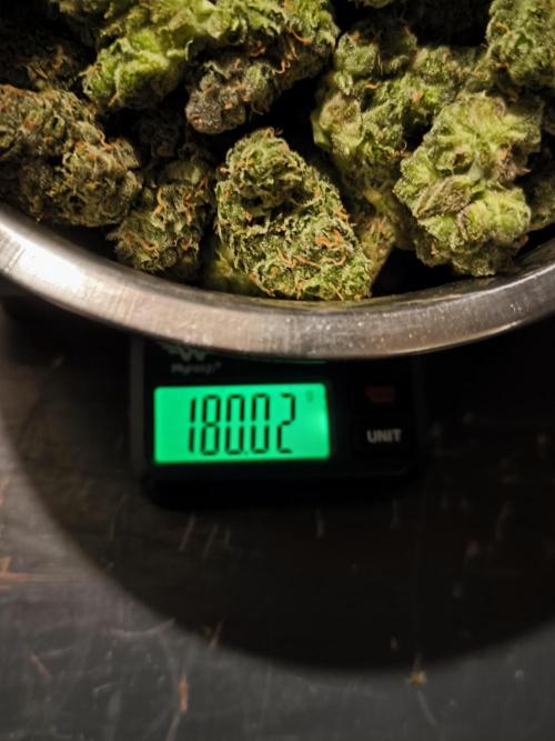 DognabisCup #18 .A. Week 14