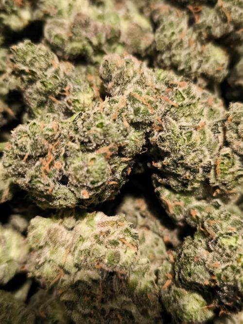 DognabisCup #18 .A. Week 14