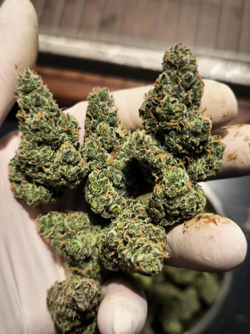 DognabisCup #18 .A. Week 14