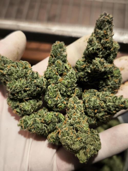 DognabisCup #18 .A. Week 14