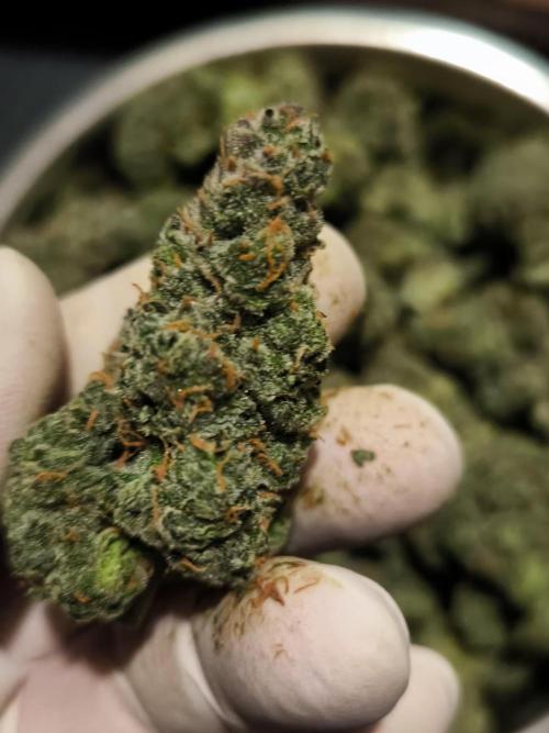 DognabisCup #18 .A. Week 14