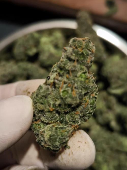 DognabisCup #18 .A. Week 14