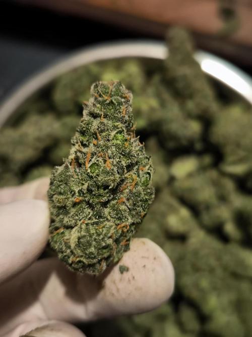 DognabisCup #18 .A. Week 14