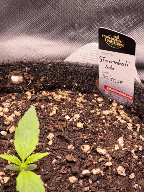 Paradise Seeds. Week 2