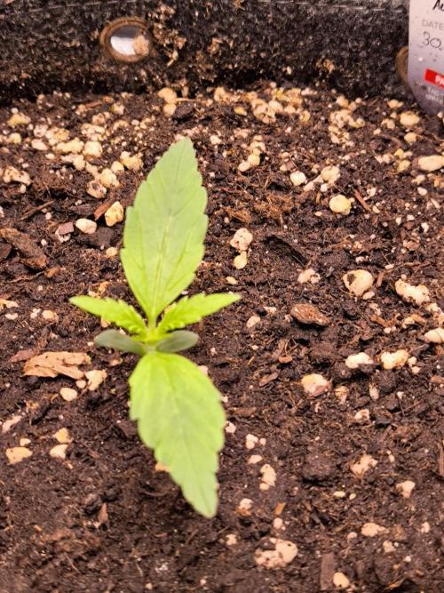 Paradise Seeds. Week 2