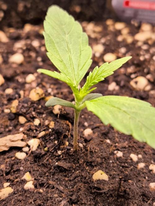 Paradise Seeds. Week 2