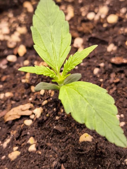 Paradise Seeds. Week 2