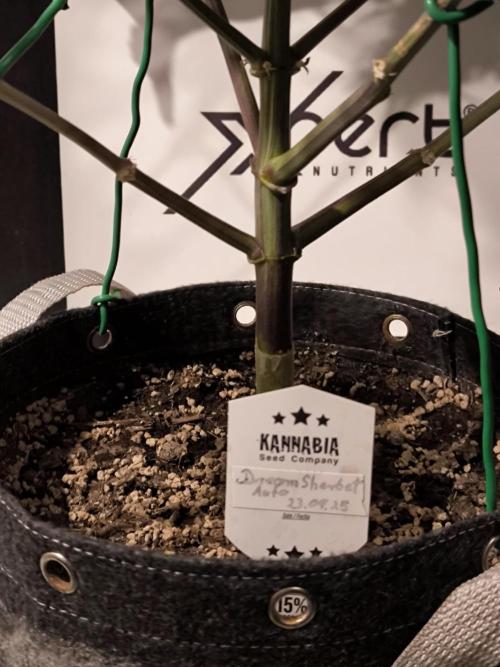 Dream Sherbet Auto. Week 12