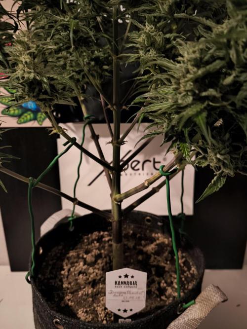 Dream Sherbet Auto. Week 12