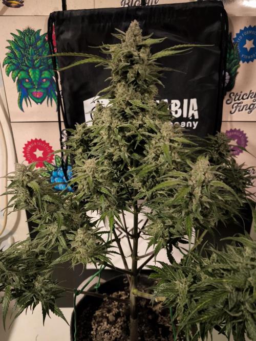 Dream Sherbet Auto. Week 12