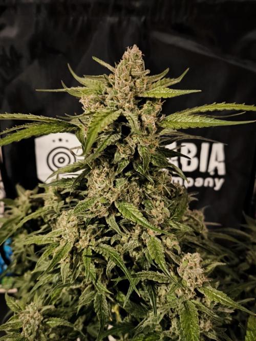 Dream Sherbet Auto. Week 12