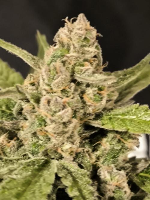 Dream Sherbet Auto. Week 12