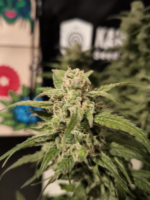 Dream Sherbet Auto. Week 12