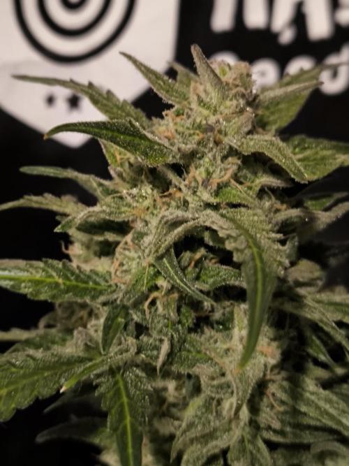 Dream Sherbet Auto. Week 12