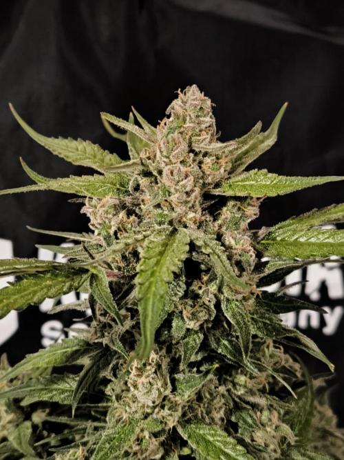 Dream Sherbet Auto. Week 12