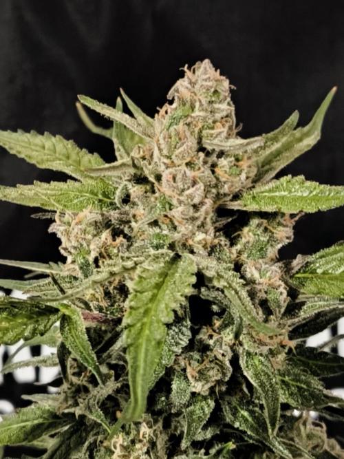 Dream Sherbet Auto. Week 12