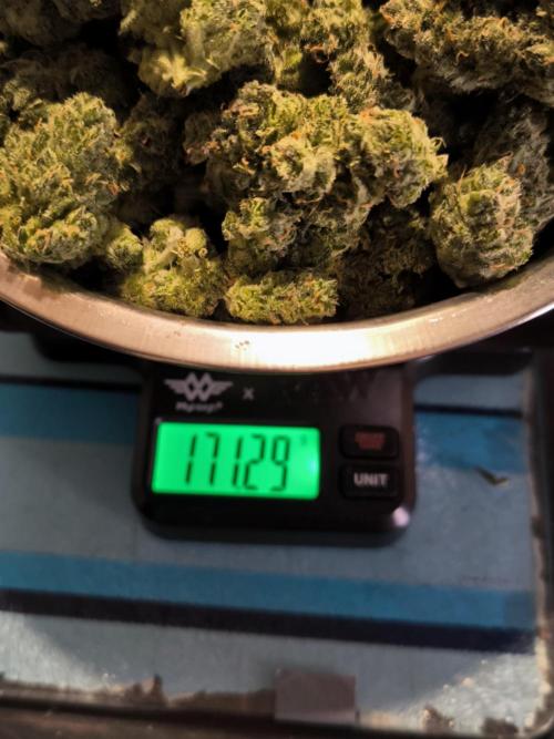 Dream Sherbet Auto. Week 12