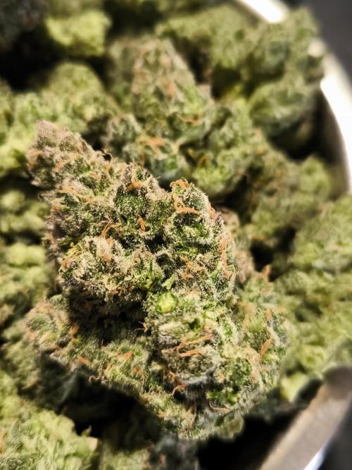 Dream Sherbet Auto. Week 12