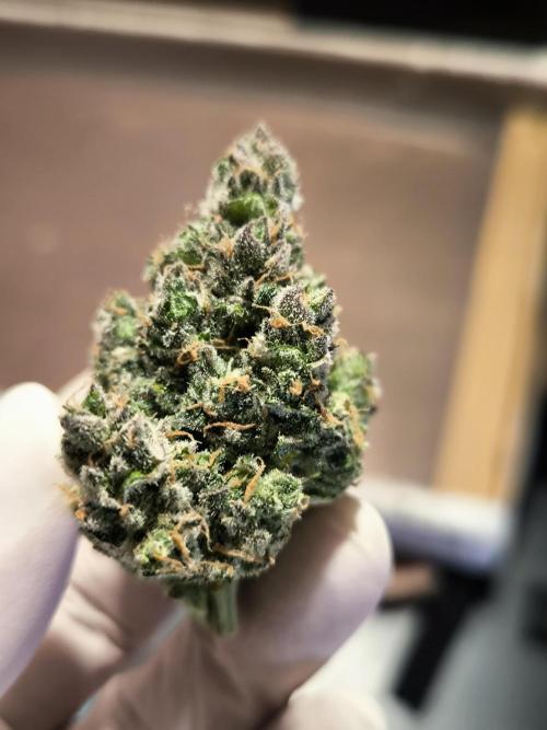 Dream Sherbet Auto. Week 12