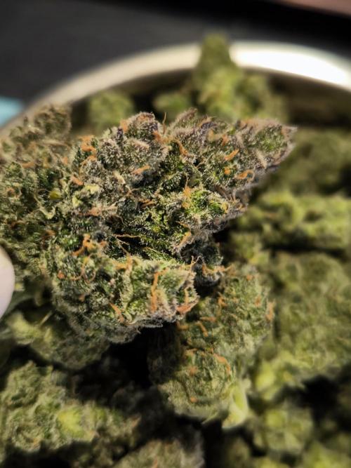 Dream Sherbet Auto. Week 12