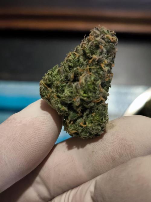 Dream Sherbet Auto. Week 12