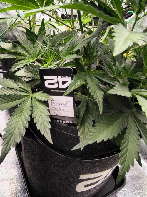 Fast Buds Pound Cake . Week 5