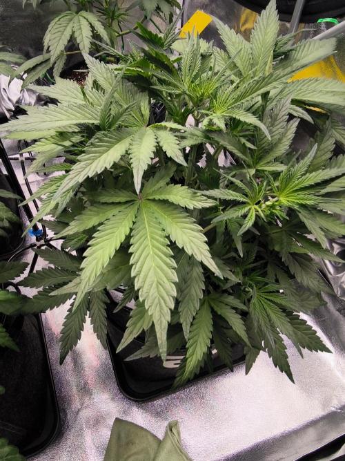 Fast Buds Pound Cake . Week 5