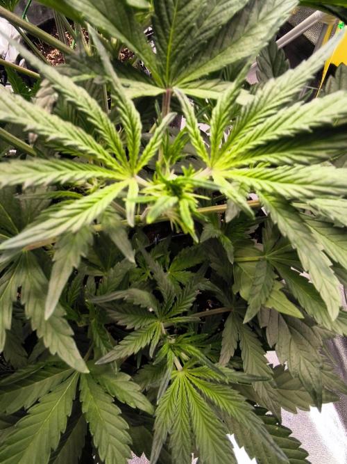 Fast Buds Pound Cake . Week 5