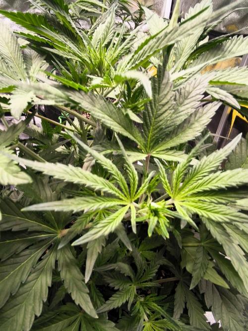 Fast Buds Pound Cake . Week 5