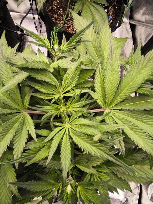 Fast Buds Pound Cake . Week 5