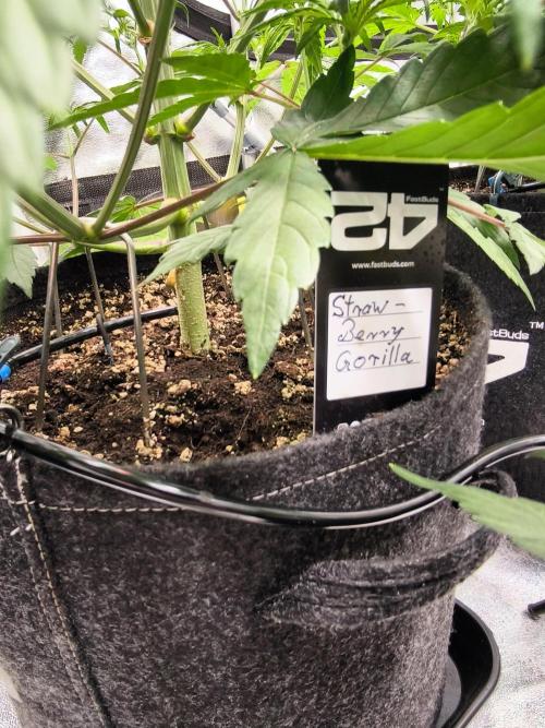 Fast Buds Strawberry Gorilla 🦍. Week 5