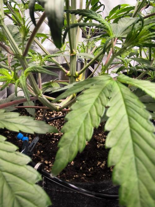 Fast Buds Strawberry Gorilla 🦍. Week 5