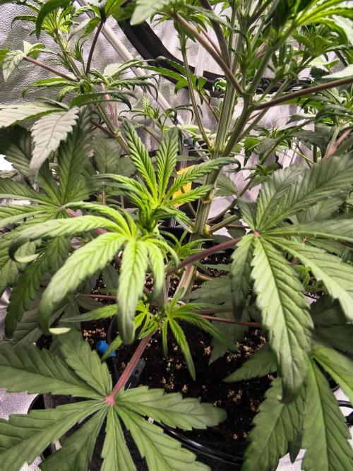 Fast Buds Strawberry Gorilla 🦍. Week 5