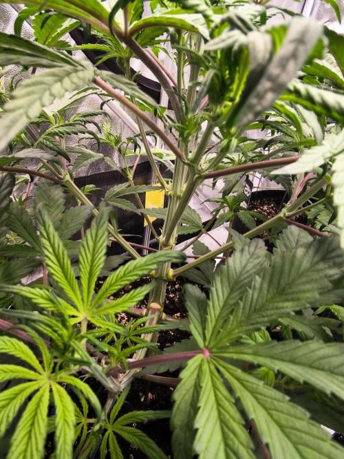 Fast Buds Strawberry Gorilla 🦍. Week 5