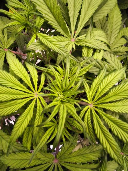 Fast Buds Strawberry Gorilla 🦍. Week 5