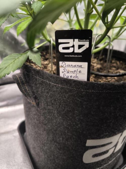 Fast Buds Banana Purple Punch RF3. Week 5