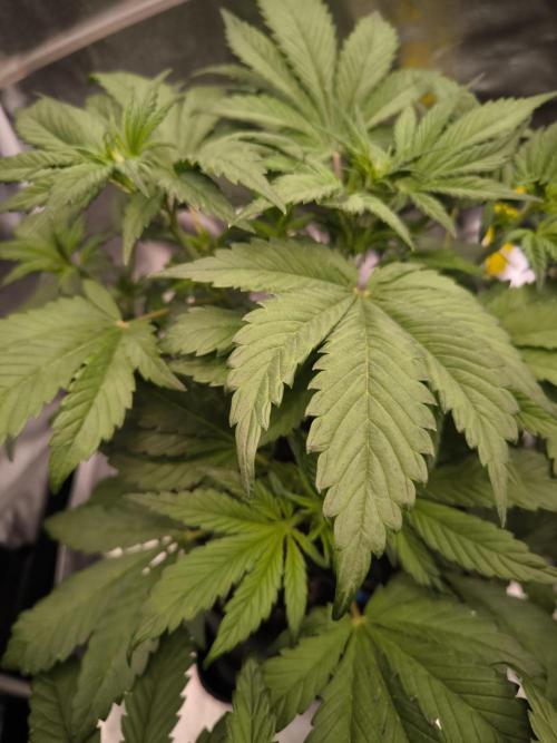 Fast Buds Banana Purple Punch RF3. Week 5